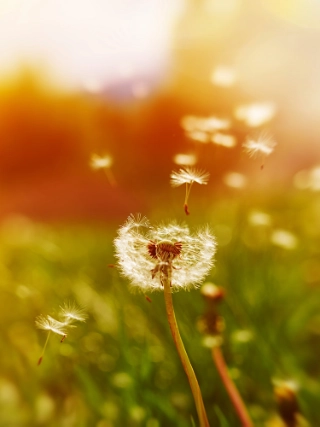 Eine Pusteblume in der Natur, als Symbolbild fuer Ausschluesse im Anlagegeschaeft.